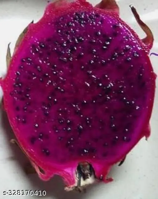 Combo_Pack_Of_3_Dragon_Fruit_Plant