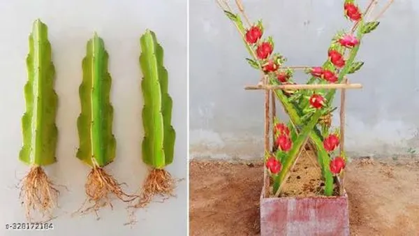 Dragon_Fruit_Plant_Combo_Pack_Of_3