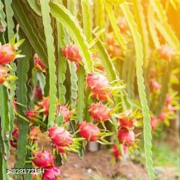 Dragon_Fruit_Plant_Combo_Pack_Of_3