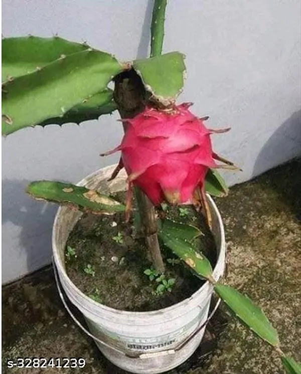 Red_Dragon_Fruit_Combo_Pack_Of_2