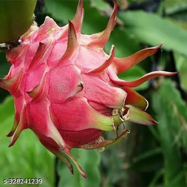 Red_Dragon_Fruit_Combo_Pack_Of_2