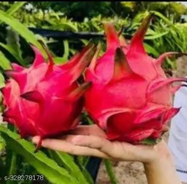 Dragon_Fruit_Combo_Pack_Of_2