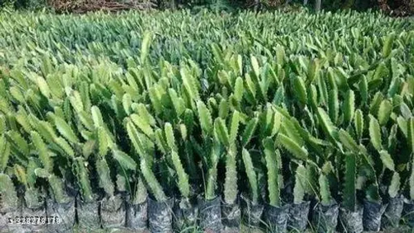 Dragon_Fruit_Combo_Pack_Of_2