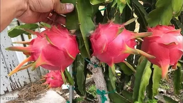 Dragon_Fruit_Combo_Pack_Of_2