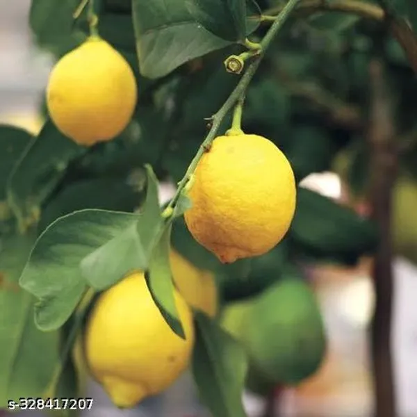 Sweet_Lemon_Tree_Hybrid