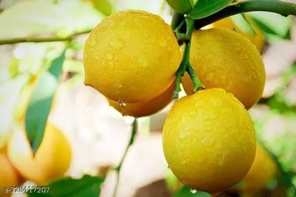 Sweet_Lemon_Tree_Hybrid