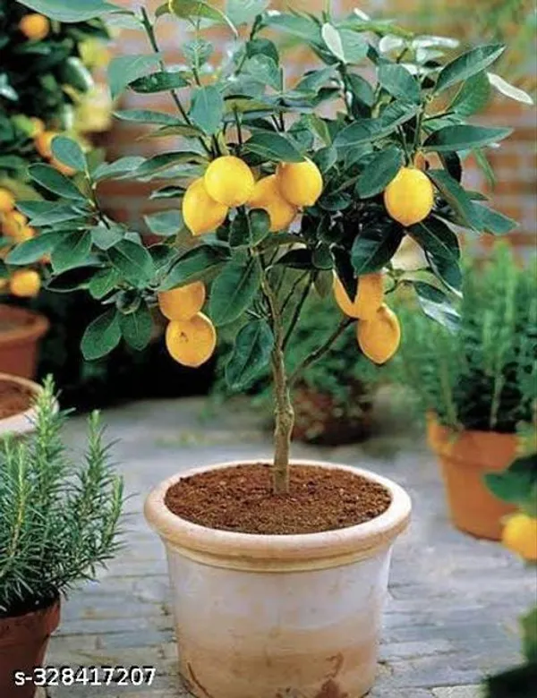 Sweet_Lemon_Tree_Hybrid