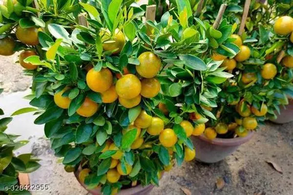 Lemon_Fruit_Fruit_Trees