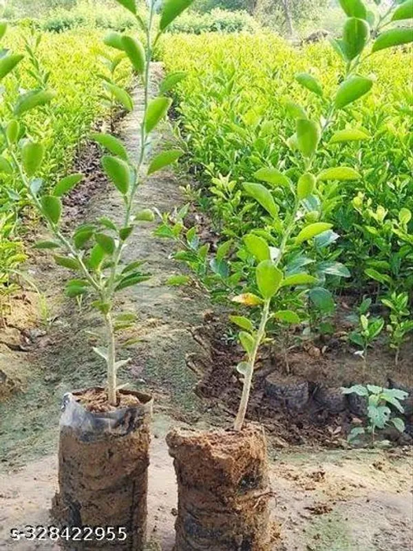 Lemon_Fruit_Fruit_Trees