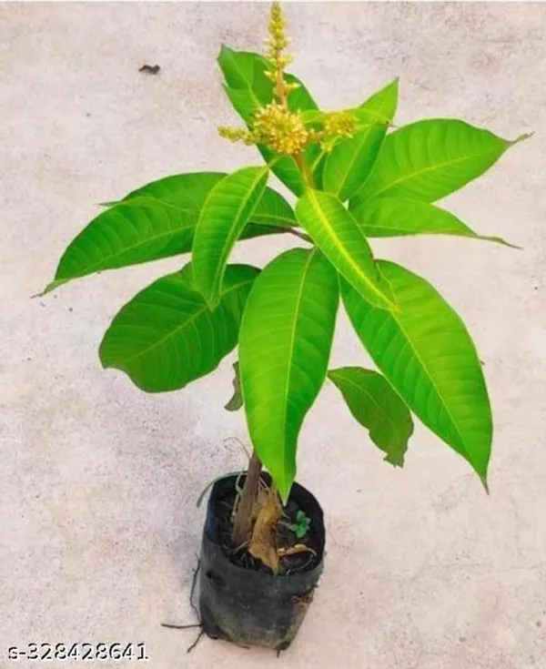 All_Time_Mango_Plant