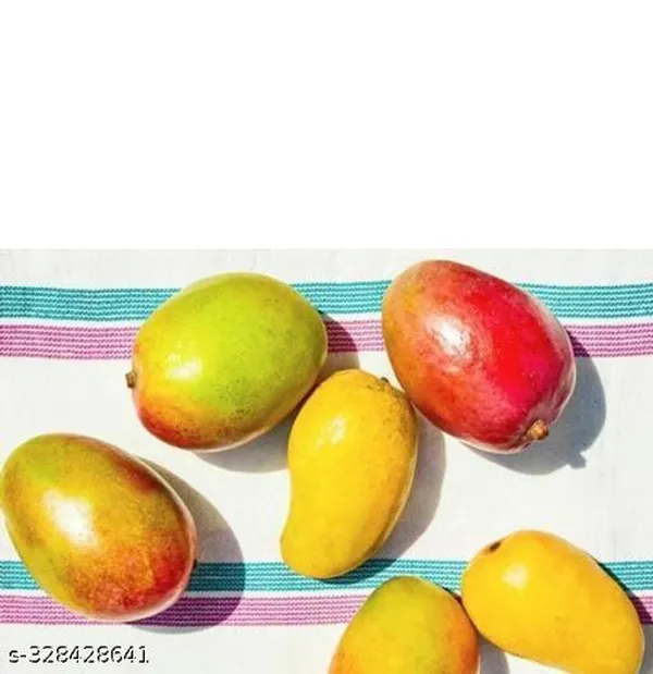 All_Time_Mango_Plant