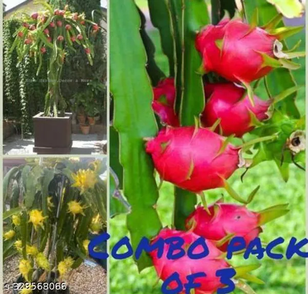 Dragon_Hybrid_Plant_Combo_Pack_Of_3