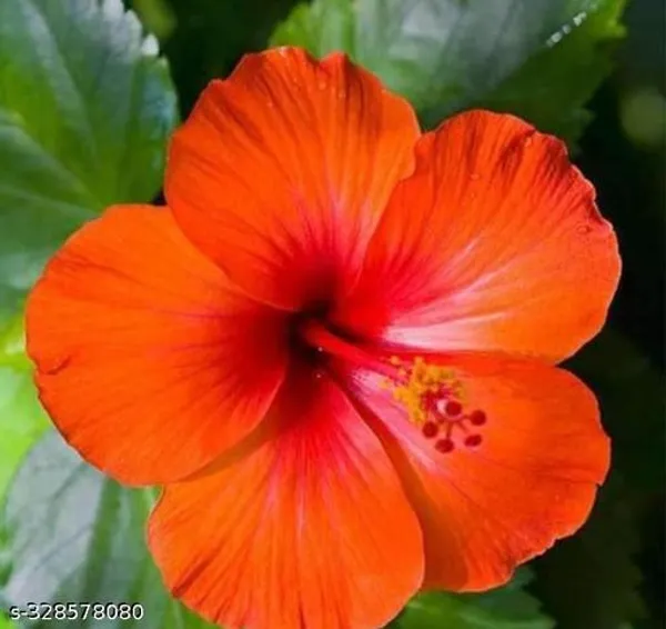 Bright_Orange_Colour_Hibiscus_Jaba_Flower_Tree_Plant_Hedges_Shrubs