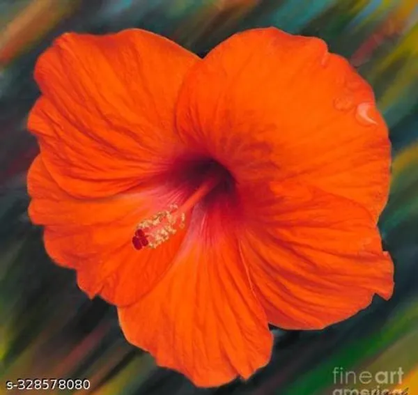 Bright_Orange_Colour_Hibiscus_Jaba_Flower_Tree_Plant_Hedges_Shrubs