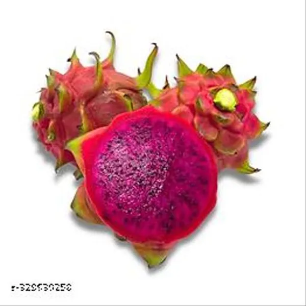 Green_Hybrid_Red_Dragon_Fruit_Plant_Pack_Of_5_Height_5_To_7_Inches