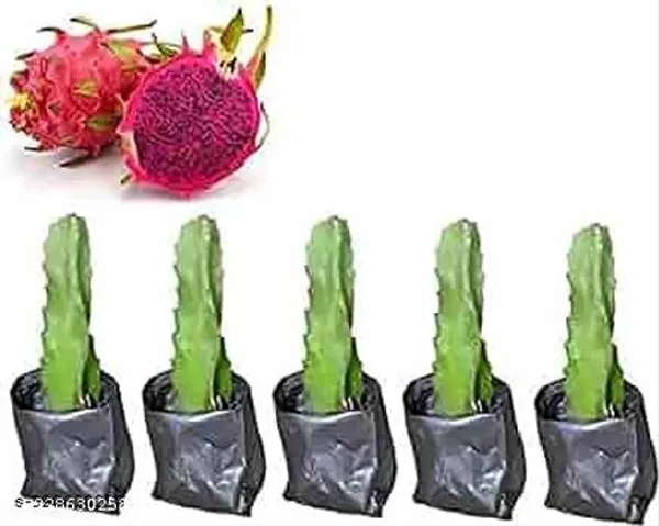 Green_Hybrid_Red_Dragon_Fruit_Plant_Pack_Of_5_Height_5_To_7_Inches