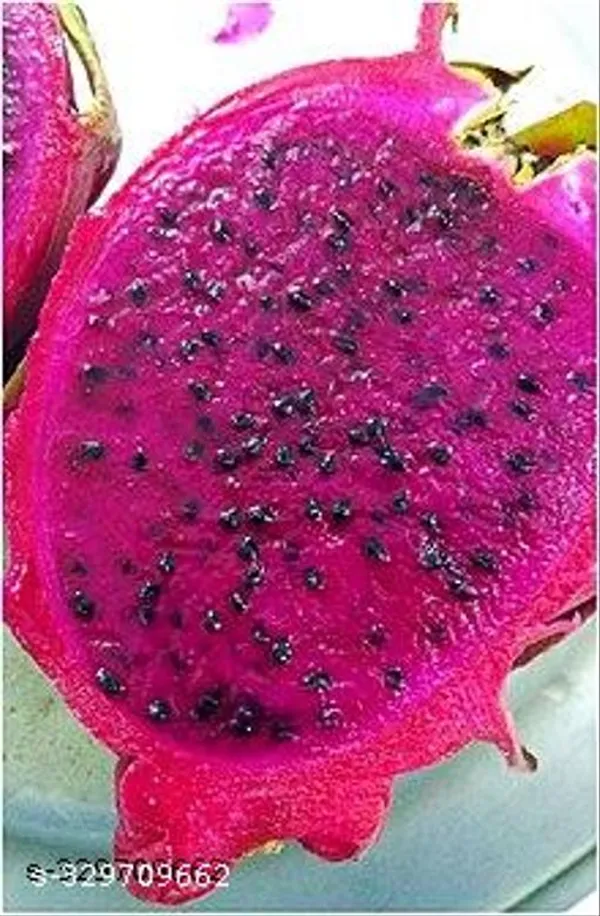 Dragon_Fruit_Plant_Hybrid_Combo_Pack_Of_3