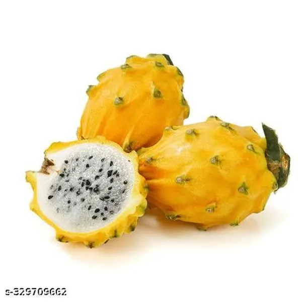 Dragon_Fruit_Plant_Hybrid_Combo_Pack_Of_3