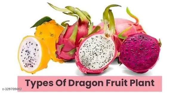 Dragon_Fruit_Plant_Hybrid_Combo_Pack_Of_3