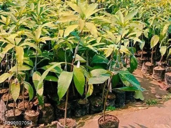 Rumani_Mango_Grafted_Fruit_Plant