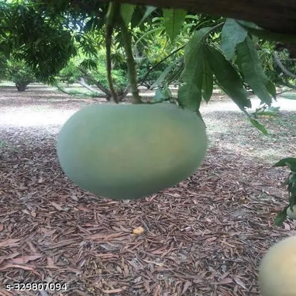 Rumani_Mango_Grafted_Fruit_Plant