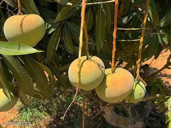 Rumani_Mango_Grafted_Fruit_Plant