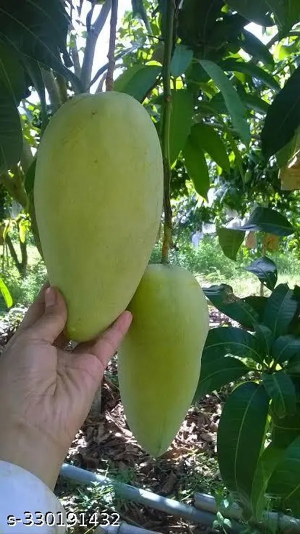Sweet_Grafted_Mango_Fruit_Plant