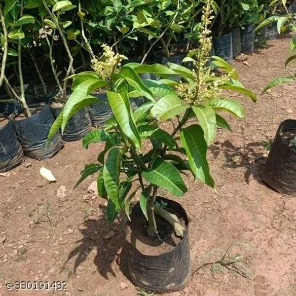 Sweet_Grafted_Mango_Fruit_Plant