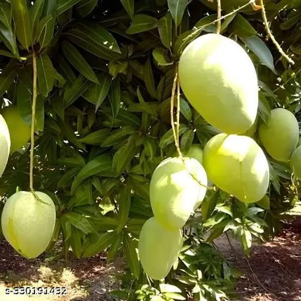 Sweet_Grafted_Mango_Fruit_Plant