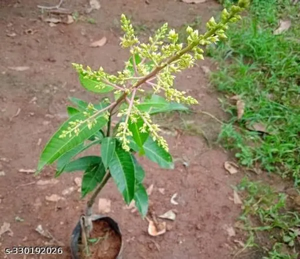 Sweet_Mango_Fruit_Plant