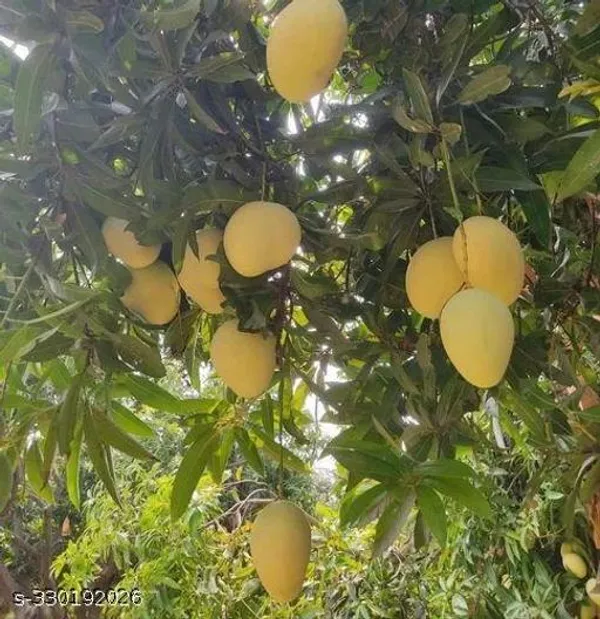 Sweet_Mango_Fruit_Plant