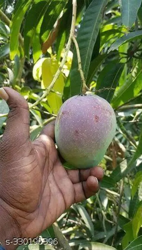 Mango_Hybrid_Fruit_Plant