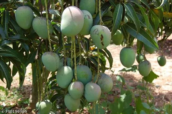 Mango_Hybrid_Fruit_Plant