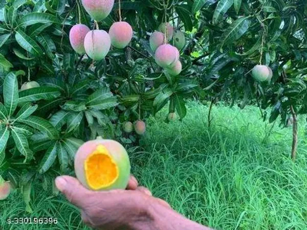 Mango_Hybrid_Fruit_Plant