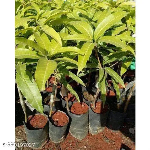 Mango_Fruit_Plant