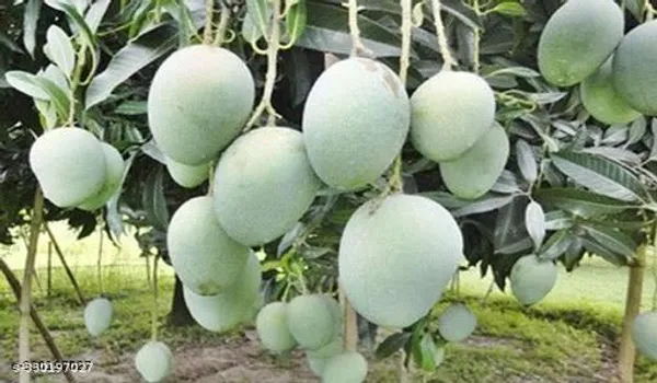 Mango_Fruit_Plant