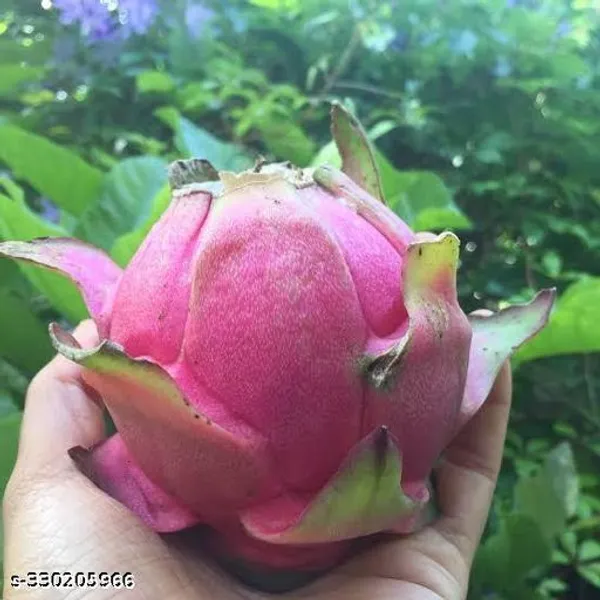 Dragon_Fruit_Plant_Combo_Pack_Of_2