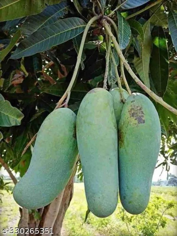Mango_Plant