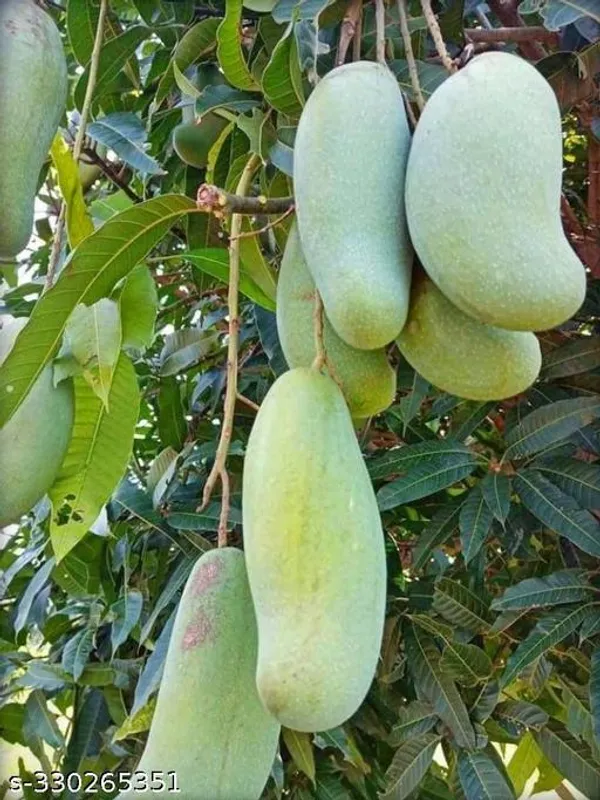 Mango_Plant