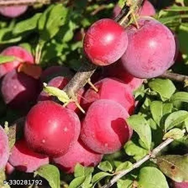 Aloo_Bukhara_For_Garden_Outdoor_Plant_Healthy_Plant