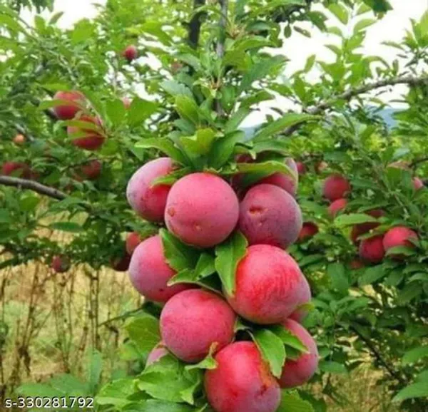 Aloo_Bukhara_For_Garden_Outdoor_Plant_Healthy_Plant