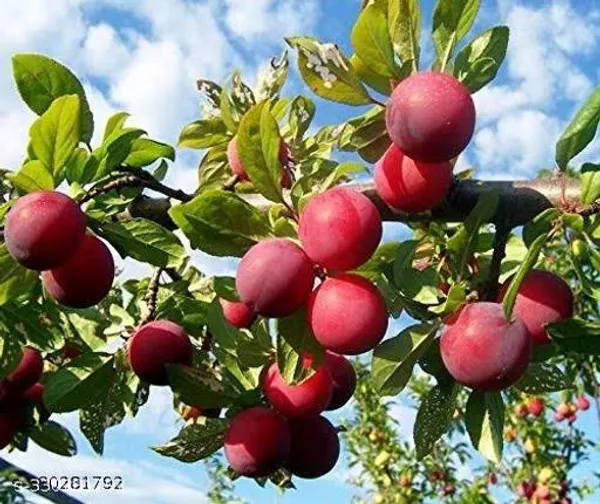 Aloo_Bukhara_For_Garden_Outdoor_Plant_Healthy_Plant