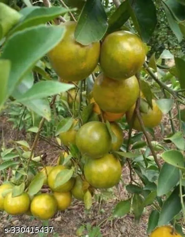 Orange_Lemon_Fruit_Plant