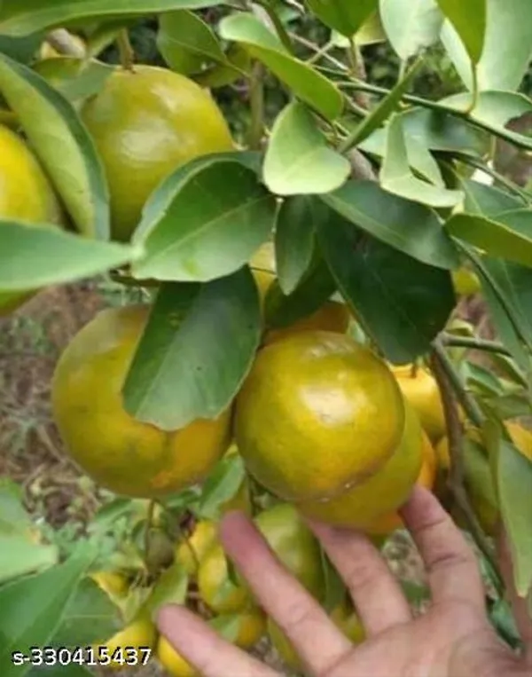 Orange_Lemon_Fruit_Plant