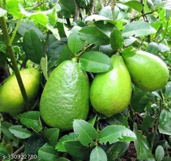 Gandharaj_Hybrid_Nimbu_Plant