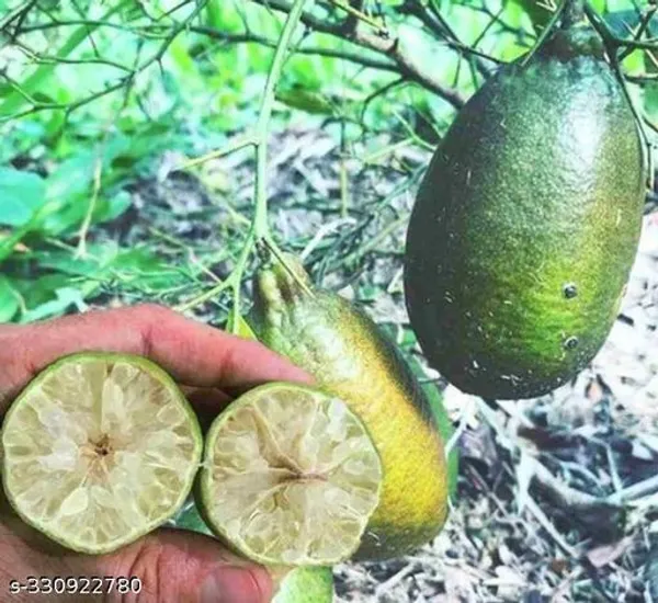 Gandharaj_Hybrid_Nimbu_Plant