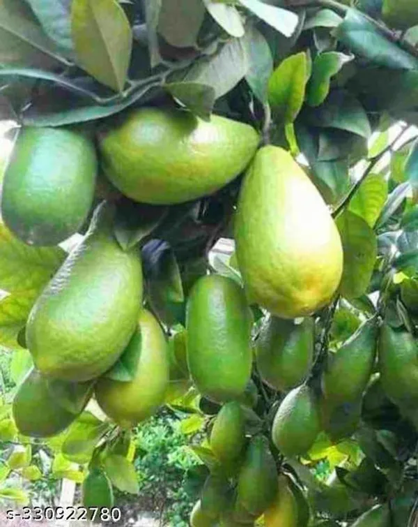 Gandharaj_Hybrid_Nimbu_Plant