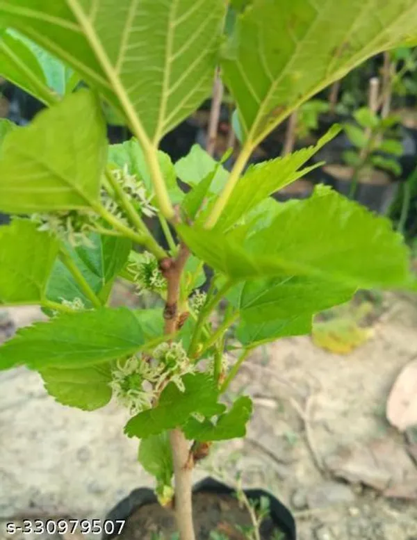 Mulberry_Fruits_Plant