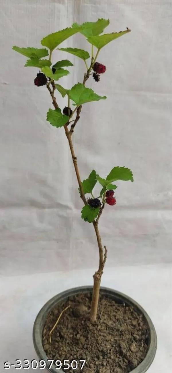 Mulberry_Fruits_Plant