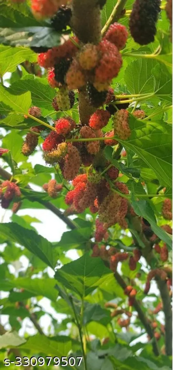 Mulberry_Fruits_Plant